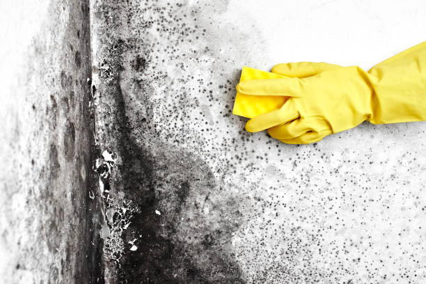 Trusted Marrero, LA Mold Removal Experts