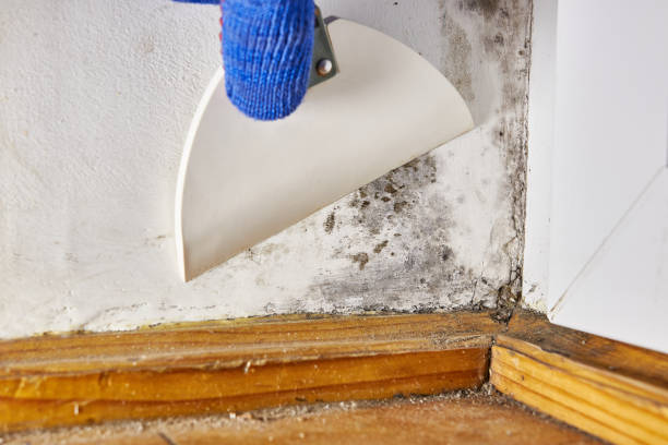 Best Mold Prevention Services  in Marrero, LA